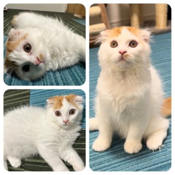スコティッシュフォールド(折れ耳)【兵庫県・男の子・2024年6月26日・レッド&ホワイト】の写真「もふりこ」