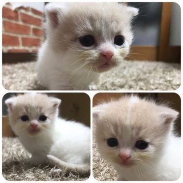 スコティッシュフォールド(折れ耳)【兵庫県・男の子・2018年11月15日・クリーム&ホワイト(ショートヘア)】の写真「あまあまちゃん」
