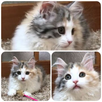 ノルウェージャンフォレストキャット【兵庫県・女の子・2018年10月17日・キャリコ】の写真「まんまるちゃん」