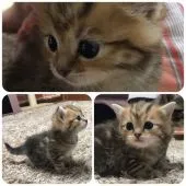 マンチカン(長足)【兵庫県・男の子・2019年3月1日・ブラウンタビー(ショートヘア)】の写真1