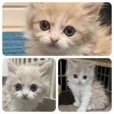 スコティッシュフォールド(立ち耳)【兵庫県・男の子・2023年1月10日・クリームタビー&ホワイト】の写真1