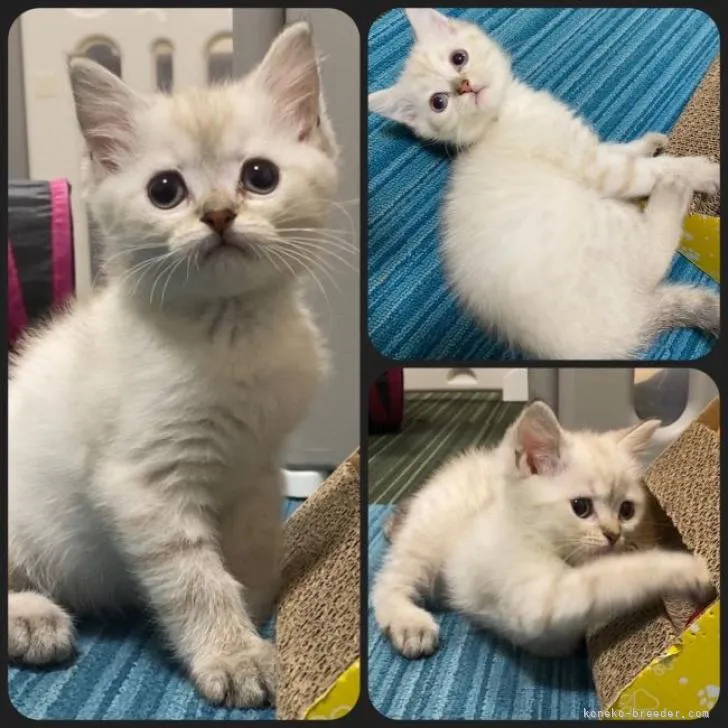 ID：2209-02150の子猫