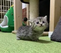 ミヌエット【兵庫県・女の子・2020年11月16日・ブラウンマッカレルタビー】の写真2