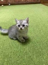 マンチカン(短足)【兵庫県・男の子・2020年2月8日・シルバータビー】の写真2