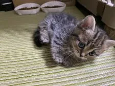 マンチカン(短足)【兵庫県・女の子・2021年1月20日・ブラウンクラッシックタビー】の写真2