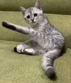 ミヌエット(長足)【兵庫県・男の子・2023年11月7日・シルバーマッカレルタビー】の写真2