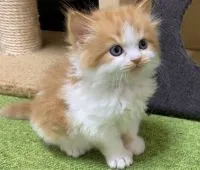 スコティッシュフォールド(立ち耳)【兵庫県・男の子・2020年1月7日・レッドタビー&ホワイト】の写真2