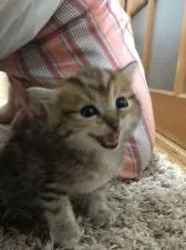 マンチカン(長足)【兵庫県・男の子・2019年3月1日・ブラウンタビー(ショートヘア)】の写真3