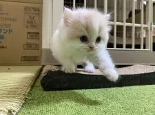スコティッシュフォールド(立ち耳)【兵庫県・女の子・2021年2月2日・クリーム&ホワイト(ロングヘアー)】の写真3
