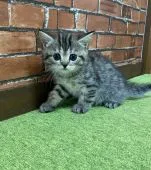 ミヌエット【兵庫県・女の子・2020年7月26日・シルバーマッカレルタビー】の写真3