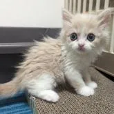 スコティッシュフォールド(立ち耳)【兵庫県・男の子・2023年1月10日・クリームタビー&ホワイト】の写真3