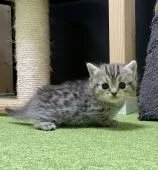 ミヌエット【兵庫県・女の子・2020年11月16日・ブラウンマッカレルタビー】の写真3