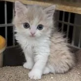 スコティッシュフォールド(立ち耳)【兵庫県・男の子・2023年1月10日・クリームタビー&ホワイト】の写真4