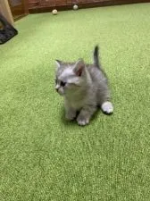 マンチカン(短足)【兵庫県・男の子・2020年2月8日・シルバータビー】の写真5