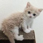 スコティッシュフォールド(立ち耳)【兵庫県・男の子・2023年1月10日・クリームタビー&ホワイト】の写真5