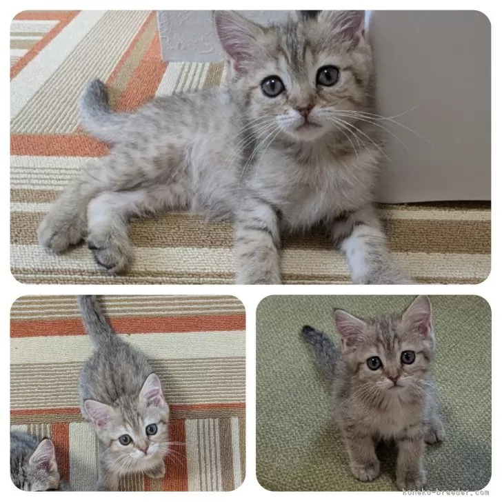 ID：2502-01877の子猫