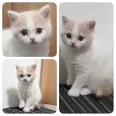 スコティッシュストレート【兵庫県・女の子・2024年12月17日・クリームタビー&ホワイト(バン)】の写真1