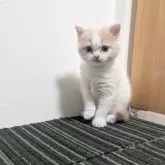 スコティッシュストレート【兵庫県・女の子・2024年12月17日・クリームタビー&ホワイト(バン)】の写真4