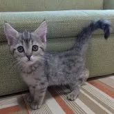 ミヌエット(長足)【兵庫県・男の子・2025年1月6日・ブラウンマッカレルタビー】の写真4