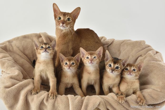 母猫を中心に皆でお澄まし（昨年生まれた子たちです）｜橋詰　信子(はしづめ　のぶこ)ブリーダー(東京都・アビシニアン・CFA/TICA/Brilliant　Cat　Fanciers登録)の紹介写真2