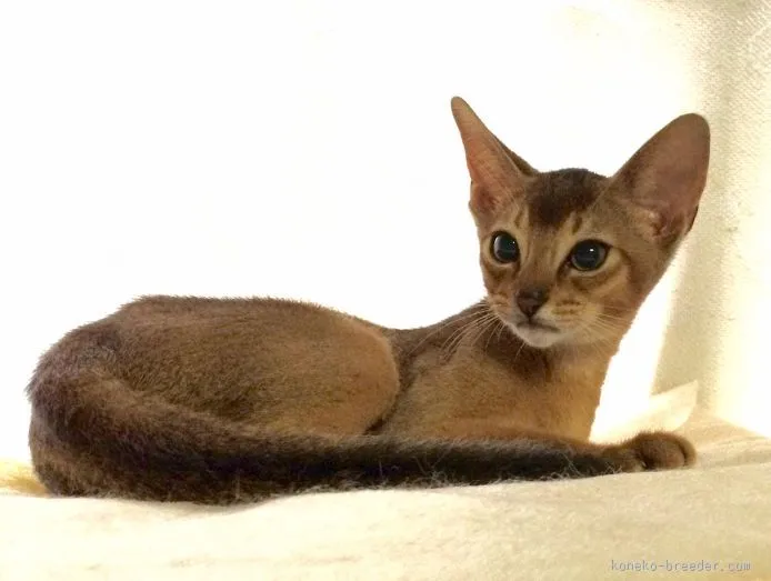 ID:1509-00670の子猫