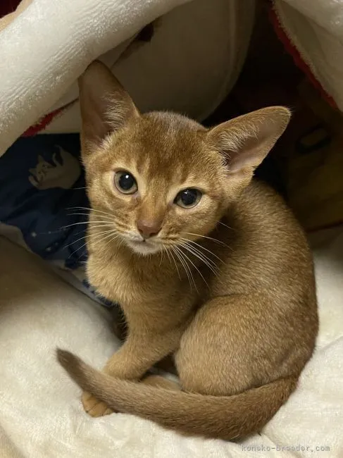 ID:2106-01982の子猫