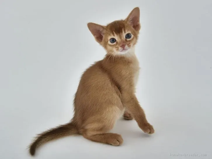 ID：1606-00818の子猫