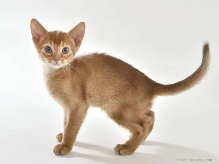あーとけん 様のお迎えした子猫