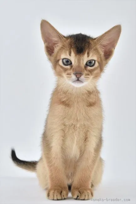 ID：1601-00067の子猫
