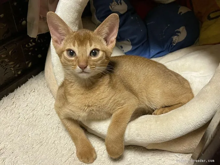 ID:2106-02338の子猫