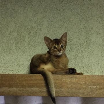 アビシニアン【東京都・女の子・2019年11月2日・ルディ】の写真「人懐こく、美人です！」