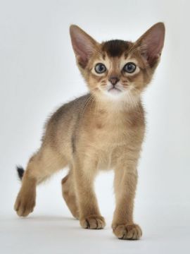 アビシニアン【東京都・女の子・2016年9月4日・ルディ】の写真「とても美人で元気な猫ちゃんです」