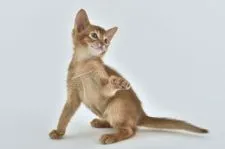 アビシニアン【東京都・男の子・2017年2月22日・レッド】の写真2