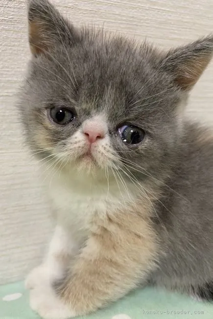 ID：2105-02417の子猫