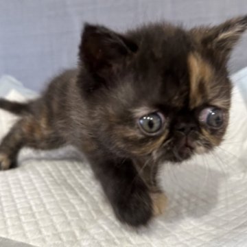 エキゾチックショートヘア【京都府・女の子・2023年2月19日・トーティ】の写真「お目目クリクリの可愛い女の子☺️💕」