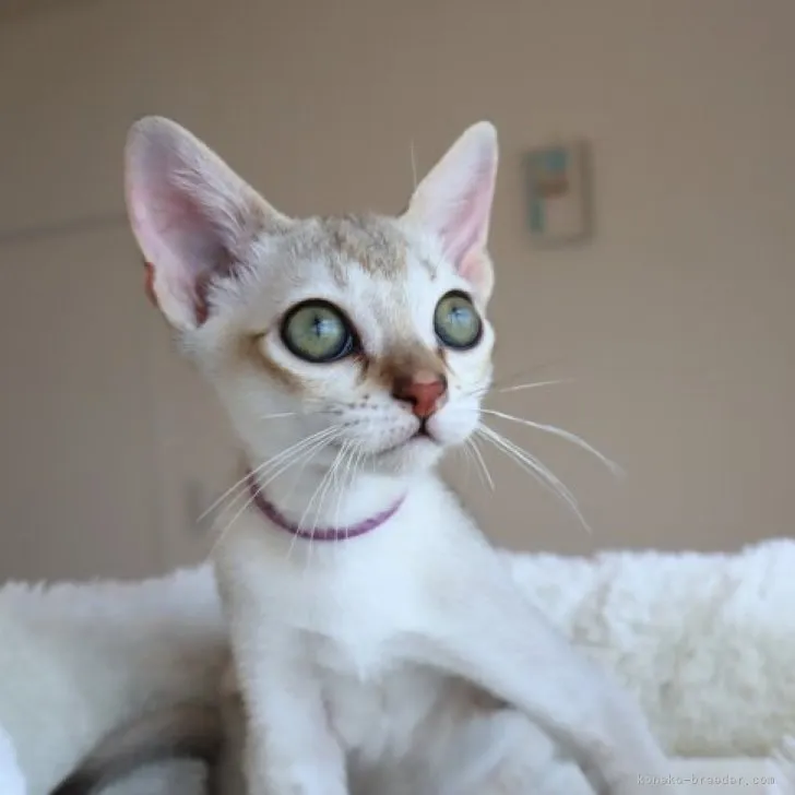 ID:2307-01837の子猫