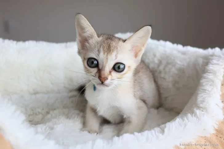 ID:2204-02647の子猫