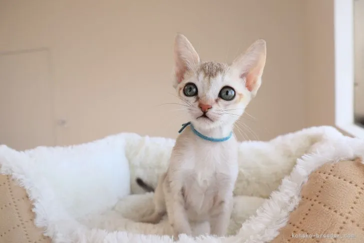 T.D 様のお迎えした子猫