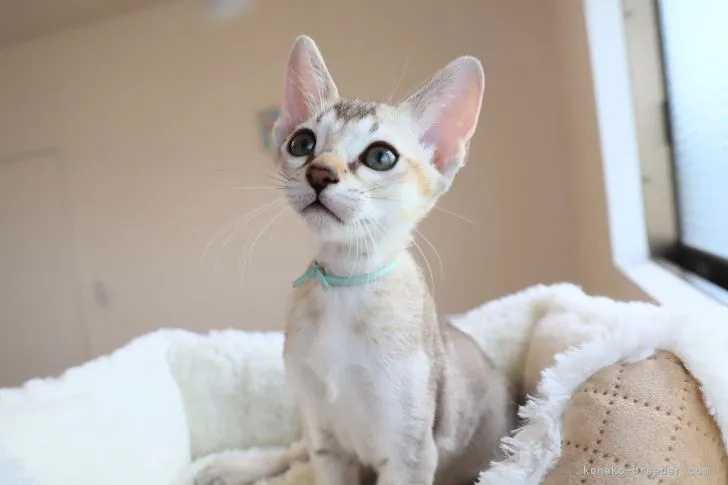 ID:2207-03093の子猫