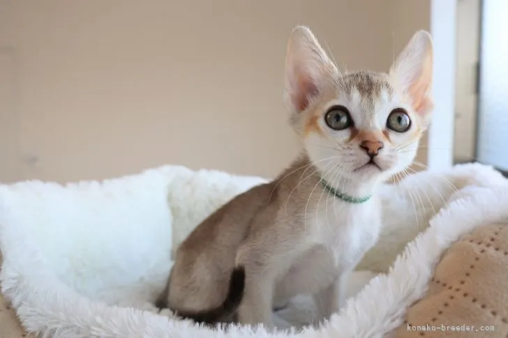 ID：2202-01035の子猫