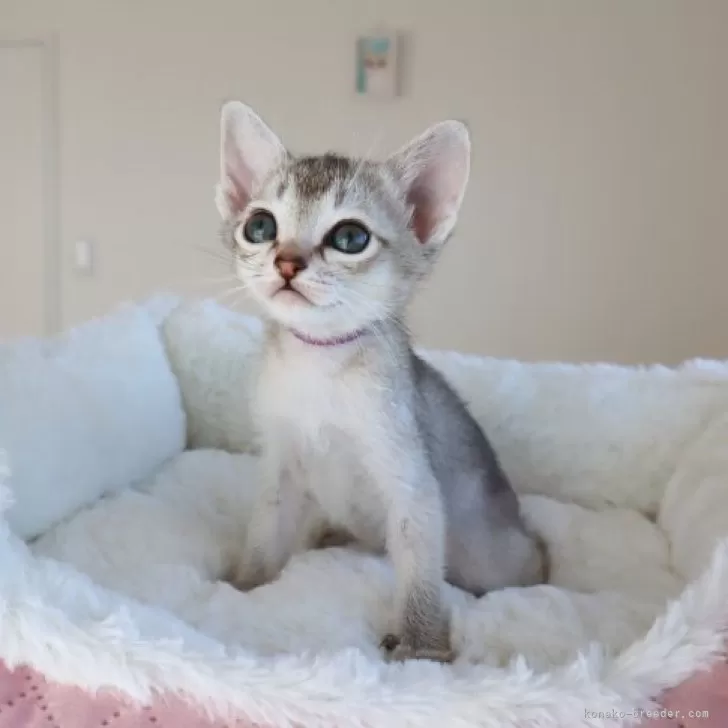 ID：2312-01722の子猫