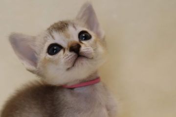 シンガプーラ【愛知県・女の子・2019年6月28日・セピアアグーテイー】の写真「ママはTicaのクォードチャンピオン♪」
