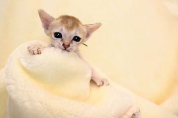 シンガプーラ【愛知県・男の子・2020年4月14日・セピアアグーティー】の写真「パパはTICAチャンピオンのハンサム君」