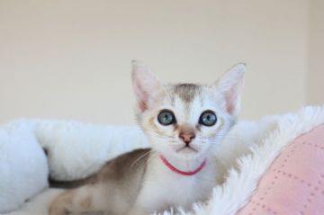 シンガプーラ【愛知県・女の子・2021年10月6日・セピアアグーティー】の写真「元気な美猫ちゃん♪」