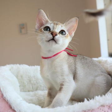 シンガプーラ【愛知県・女の子・2022年4月11日・セピアアグーティ】の写真「とっても元気な美猫ちゃん♪」