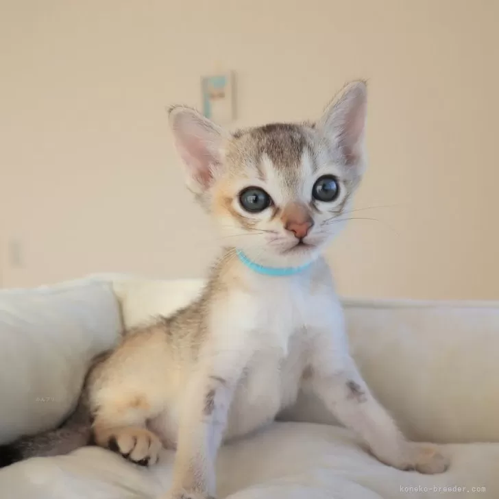 ID:2412-01932の子猫