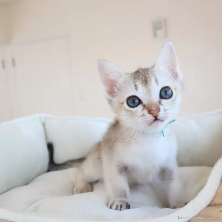 M.K 様のお迎えした子猫
