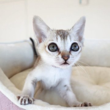 シンガプーラ【愛知県・女の子・2025年10月7日・セピアアグーティー】の写真「とにかく人が大好き」