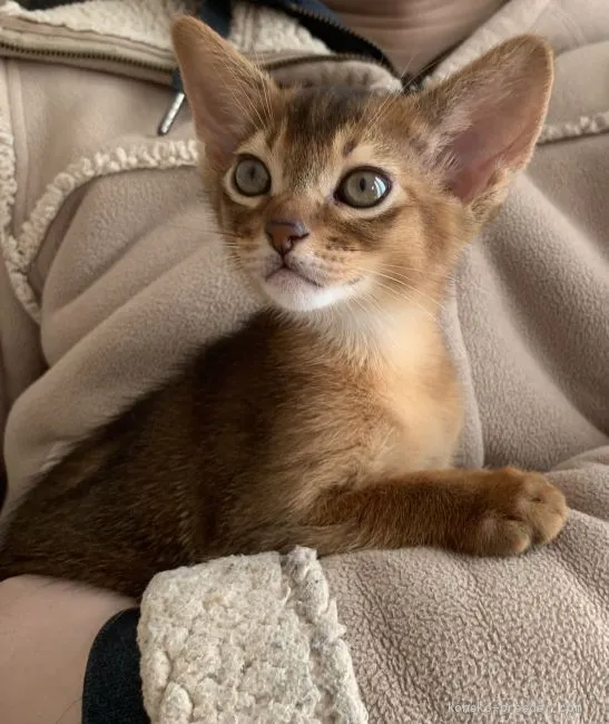 ID:2002-00003の子猫