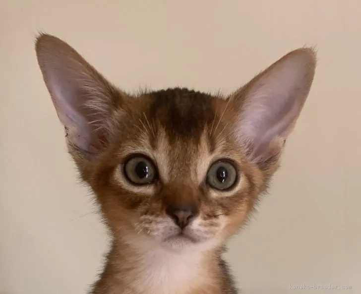 ID:1810-01355の子猫